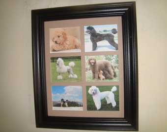 DOGS - POODLE (unusual pictures)Buy Unframed for 23.99 (Dollars)  or  Framed for 47.99 (Dollars)