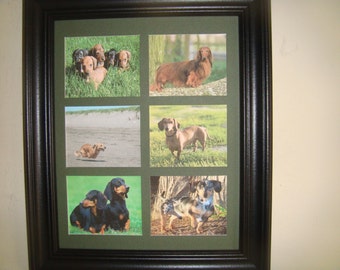 DOGS - DACHSUNDS  (unusual pictures)     Buy Unframed for 23.99 (Dollars)  or  Framed for 47.99 (Dollars)