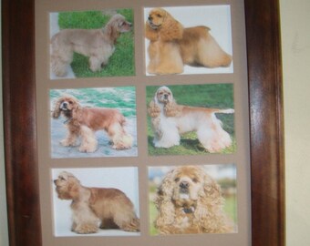 Dogs - AMERICAN COCKER SPANIEL - unusual picture   (Buy  Unframed  23.99 Dollars  or  Framed  47.99 Dollars)
