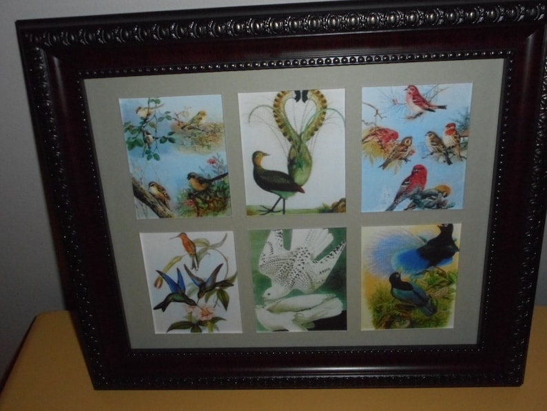 BIRDS EXOTIC PICTURES reproduction pictures in a frameBuy Unframed for 23.99 Dollars or Framed for 47.99 Dollars image 1