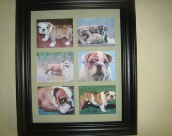 DOGS - BULLDOG (unusual pictures)   Buy for  23.99 (Dollars)  0r Framed for 47.99 (Dollars)