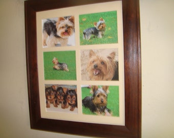 YORKSHIRE TERRIERS - unusual picturesBuy Unframed for 23.99 (Dollars)  or  Framed for 47.99 (Dollars)