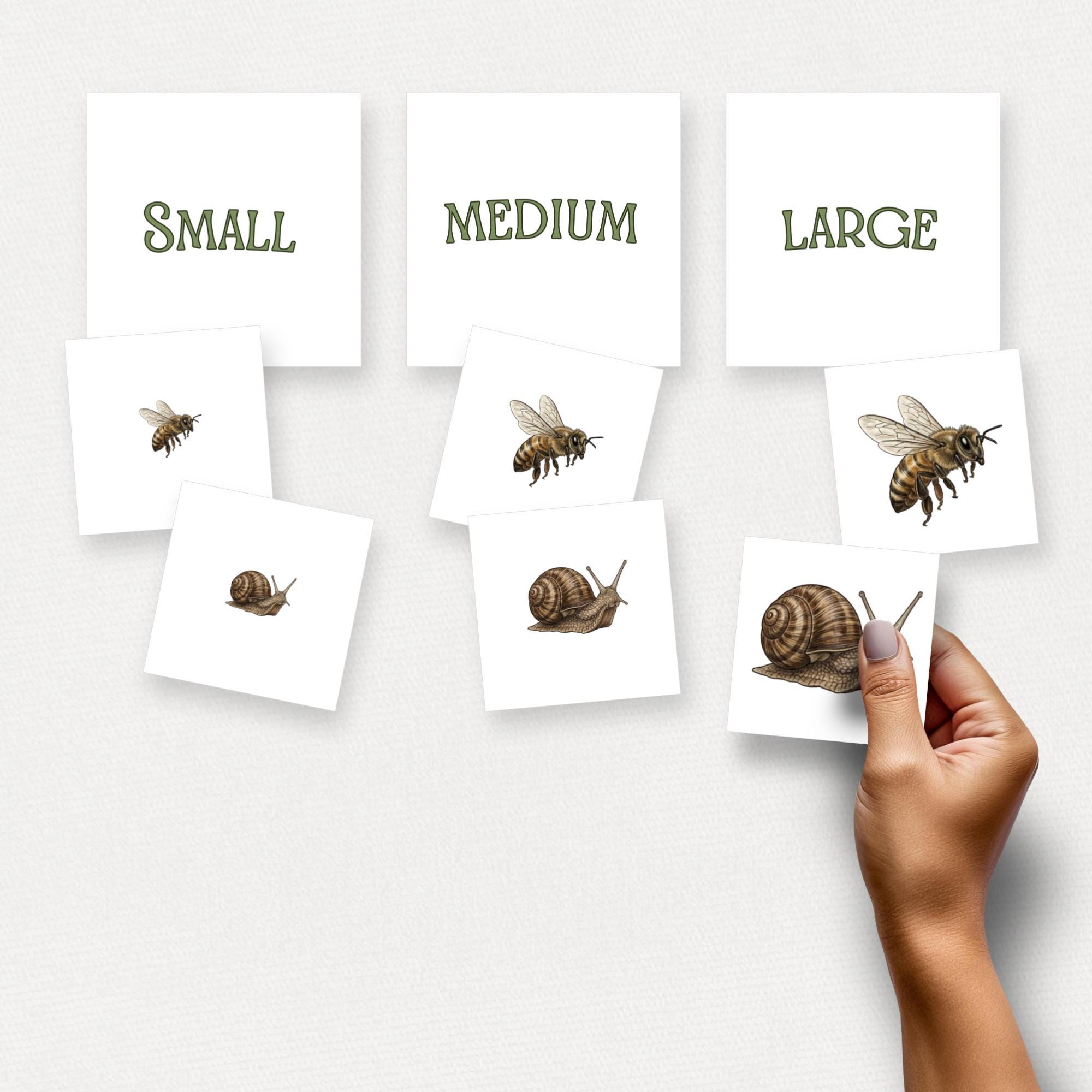 Insect Size Sorting Garden Bugs Size Sorting Activity | Preschool Math Printable | Small ...