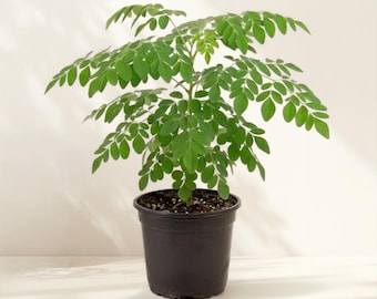 2 Moringa Oleifera Live Plants, Drumstick Tree Starters in 4 Inch Pots, Easy Care Herb Garden Plants for Indoor Outdoor Growing, No Ship CA
