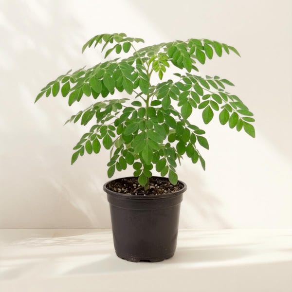 2 Moringa Oleifera Live Plants, Drumstick Tree Starters in 4 Inch Pots, Easy Care Herb Garden Plants for Indoor Outdoor Growing, No Ship CA