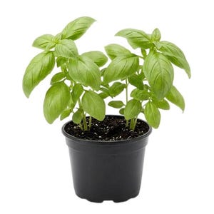 May include: A potted basil plant with vibrant green leaves. The plant is in a black plastic pot, set against a clean white background. The basil leaves are broad and healthy, indicating freshness.