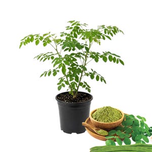 May include: A potted moringa tree with vibrant green leaves. Beside it, a wooden bowl holds green moringa powder, with a wooden spoon. Fresh moringa leaves and a moringa pod are also displayed, showcasing the plant's various forms.