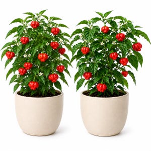 May include: Two potted chili pepper plants with vibrant green leaves, small white flowers, and numerous bright red, wrinkled, lantern-shaped peppers. Each plant is housed in a smooth, matte, off-white, rounded ceramic pot against a white background.