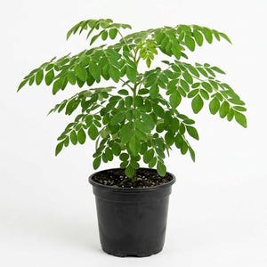 May include: A small, potted plant with vibrant green leaves. The plant is in a black plastic pot, set against a clean white background. The leaves are small and numerous, creating a full, lush appearance. The plant appears healthy and well-cared for.