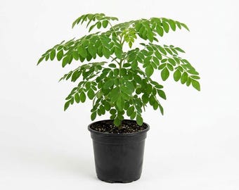 2 Moringa Oleifera Live Plants, Drumstick Tree Starters in 4 Inch Pots, Easy Care Herb Garden Plants for Indoor Outdoor Growing