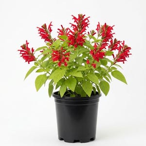 May include: A potted plant with vibrant red flowers and green leaves. The plant is in a black plastic pot against a white background. The flowers are clustered at the ends of the stems, creating a striking visual contrast with the green foliage.