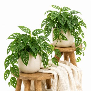 Set of 2 Swiss Cheese Vine Live Plants, 4-6 Inch Trailing Houseplant Starters in 4 Inch Pots for Indoor Decor, No Ship to CA