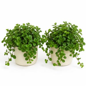 May include: Two identical potted plants featuring dense, vibrant green foliage with small, rounded, textured leaves. Each plant is housed in a smooth, cylindrical, off-white ceramic pot with a flat base, creating a clean and uniform appearance.