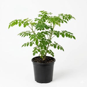 Drumstick Plant - Etsy