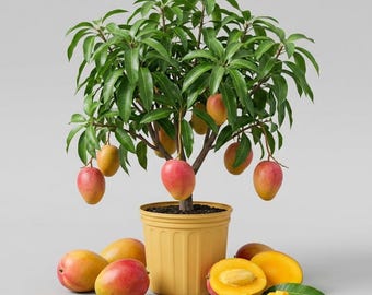 Set 5 Valencia Mango Cuttings for Planting, Valencia Mango Trees Sweet Mango Fruit Tree, 4-6 Inch Tall, No Pot
