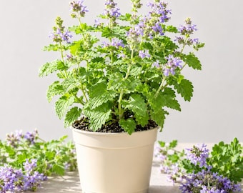 Catnip Plant Live for Planting, Clovers Garden Catnip Herb Plant, Catnip Live Plant, 3-5 Inch Tall, 4 Inch Pot