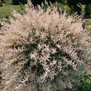 May include: A vibrant shrub with variegated foliage. The leaves display a mix of white, pink, and green hues, creating a visually appealing contrast. The plant is dense and full, with a rounded shape, and is likely a decorative garden plant.