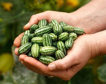 Cucamelon Plant Live for Planting, Cucamelon Plant Seedlings, Live Mini Cucumber Plants, 4-8 Inch Tall, 4 Inch Pot