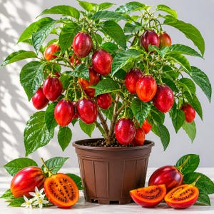 May include: A potted tamarillo plant with vibrant red fruits and green leaves. Several ripe tamarillos are displayed, some whole and others sliced, revealing the orange flesh. The plant is in a brown pot, with white flowers and leaves.