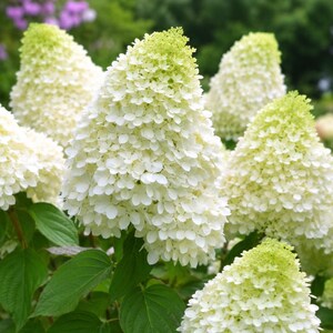 Phantom Hydrangea Live Plant 6-8 Inch Tall in 4 Inch Pot, Rare White Hydrangea Starter Shrub for Garden, Easy Growing Flower Plant