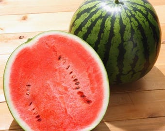 Sugar Watermelon Plant Live for Planting, Red Watermelon Plant, Sweet Watermelon Fruit Tree for Home Garden, 4-8 Inch Tall, 4 Inch Pot