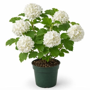 May include: A potted plant featuring large, round clusters of white flowers. The plant has vibrant green leaves and is housed in a dark green plastic pot. The flowers are in full bloom, creating a lush and full appearance.
