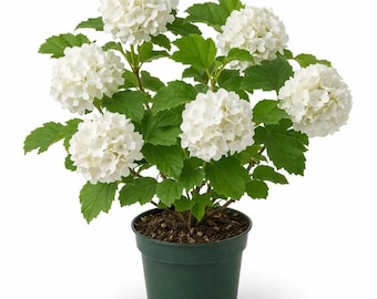 Old Fashion Snowball Viburnum Live Plant 6-12 Inch Tall in 4” Pot, White Blooming Shrub, Large Ball Flowers Plant for Garden