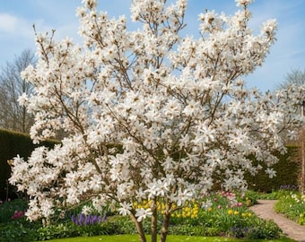 Star Magnolia Live Tree 6-12 Inch Tall in 4” Pot, Fragrant White Blooms for Spring Garden