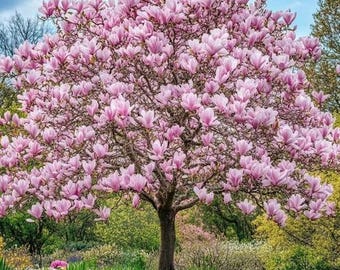 Saucer Magnolia Live Plant 6-8 Inch Tall 2.5” Pot, Pink White Blooming Tree, Early Spring Flowering Ornamental Tree for Garden