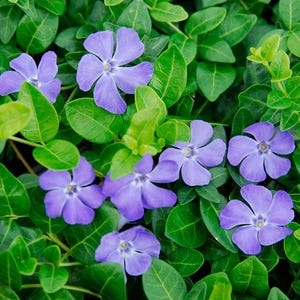 May include: Close-up of periwinkle flowers with five petals in shades of purple, surrounded by vibrant green leaves. The flowers are in full bloom, creating a colorful and textured floral display.
