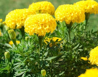 African Marigold Yellow Plant Live for Planting, Marigold Yellow Plant in Home Garden, 4-6 Inch Tall, 4 inch Pot