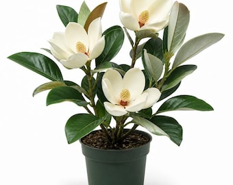 Sweetbay Magnolia Live Tree 6-12 Inch Tall 4” Pot, Fragrant White Blooms, Evergreen Magnolia Virginiana Tree for Garden