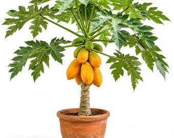Papaya Tree Live Plant for Planting Outdoors, 4 to 8 Inc Tall, Well Rooted, Sweet Papaya Plants Live, Live Papaya Seedling