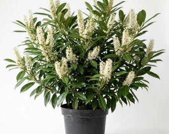 Schip Laurel Live Plant 6-12 Inch Tall in 2.5” Pot, Evergreen Privacy Hedge, Ideal for Garden and Outdoor Spaces