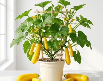 Yellow Squash Zucchini Plant Live for Planting, Summer Squash Plants, Vegetable Plant Seedlings for Home Garden,4-6 Inch Tall, 4 Inch Pot