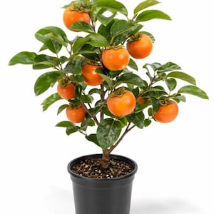 May include: A potted persimmon tree with vibrant orange fruit and green leaves. The tree is in a black plastic pot, set against a white background. The persimmons are ripe and ready to harvest.