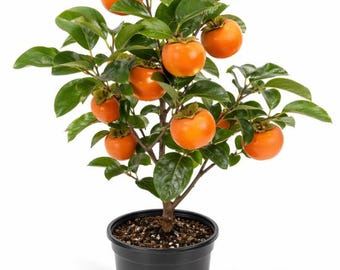 American Persimmon Tree in Quart Pot 6-12 Inch Tall, Sweet Edible Persimmons, Easy Grow for Garden, Dormant in Winter