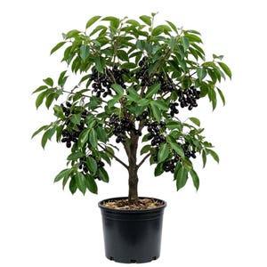 May include: A potted cherry laurel tree with dark green leaves and clusters of black berries. The tree is in a black plastic pot, and the background is white.