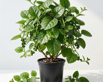 Malabar Spinach Plant Live for Planting, Basella Alba, Climbing Spinach, Easy to Grow, Fast-Growing, 4-6 Inch Tall, in Cup