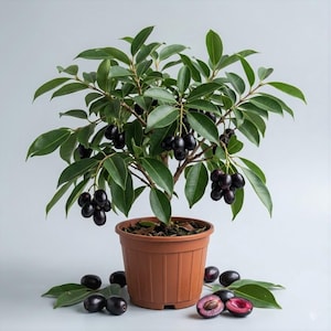 May include: A small potted plant with dark green leaves and clusters of dark purple berries. The plant is in a brown plastic pot, with some berries and leaves scattered around the base. One berry is cut open, revealing a red interior.