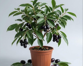 Black Java Plum Plant Live for Planting Syzygium Jamun Plant Tropical Fruit Tree Sweet Jambul Plant, 4-8 Inc Tall, No Pot