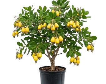 Yellow Cashew Tree for Outdoor Growing Planting, Yellow Fruit Cashew Apple Tree in Home Garden, 4-7 Inc Tall, No Pot