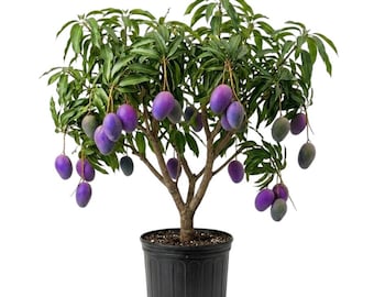 Mango Plant Live for Planting, Mango Live Tropical Fruit Tree, Seeding Mango Live Plant, 4-8 Inch, No Pot