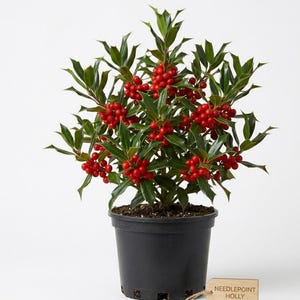 May include: A potted Needlepoint Holly plant with glossy green leaves and clusters of bright red berries. The plant is in a black plastic pot. A small wooden tag with the text "NEEDLEPOINT HOLLY" is attached to the pot.