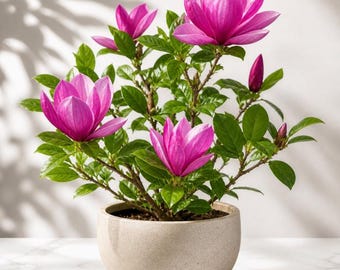 Jane Magnolia Shrub Live Plant 6-12 Inch Tall in 2.5 Inch Pot, Pink Purple Spring Blooms, Compact Flowering Tree for Garden