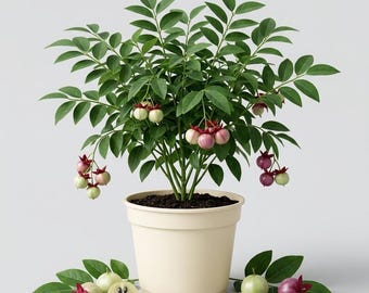 15 Katuk Cuttings for Planting, Katuk Tree Live Plant, Sweet Leaf Sauropus Androgynus in Home Garrden, 4-6 Inch Tall, No Pot