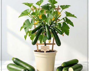 Green Squash Zucchini Plant Live for Planting, Summer Squash Plants, Vegetable Plant Seedlings for Home Garden,4-6 Inch Tall, 4 Inch Pot