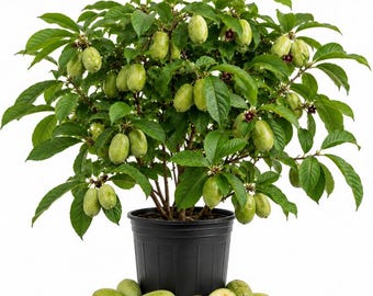 Pawpaw Live Tree in Quart Pot, Sweet Custard Fruit Tree, Tropical Taste Fruit Tree 6-12 Inch Tall