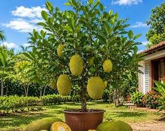 Jack Fruit Plant Live for Planting Sweet Tropical Perennial Fruit Tree Yellow Jackfruit Plant, 4-8 Inc Tall, No Pot