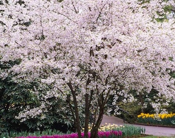 Yoshino Flowering Cherry Live Tree in 2.5 Inc Pot, Soft Pink White Blooms Plant for Home Garden 6-12 Inch Tall, Dormant in Winter